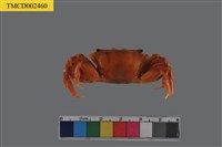 藏品(臺灣旱招潮)的圖片